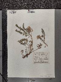 Astragalus purshii image