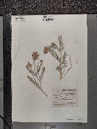 Astragalus ceramicus image