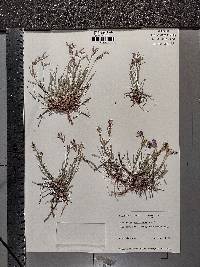 Astragalus spatulatus image
