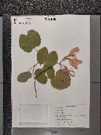 Bauhinia variegata image