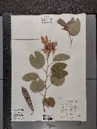 Bauhinia acuminata image