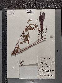 Caesalpinia pulcherrima image