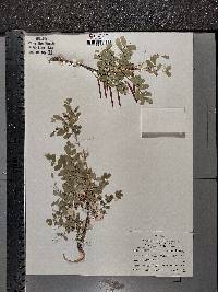 Caragana arborescens image