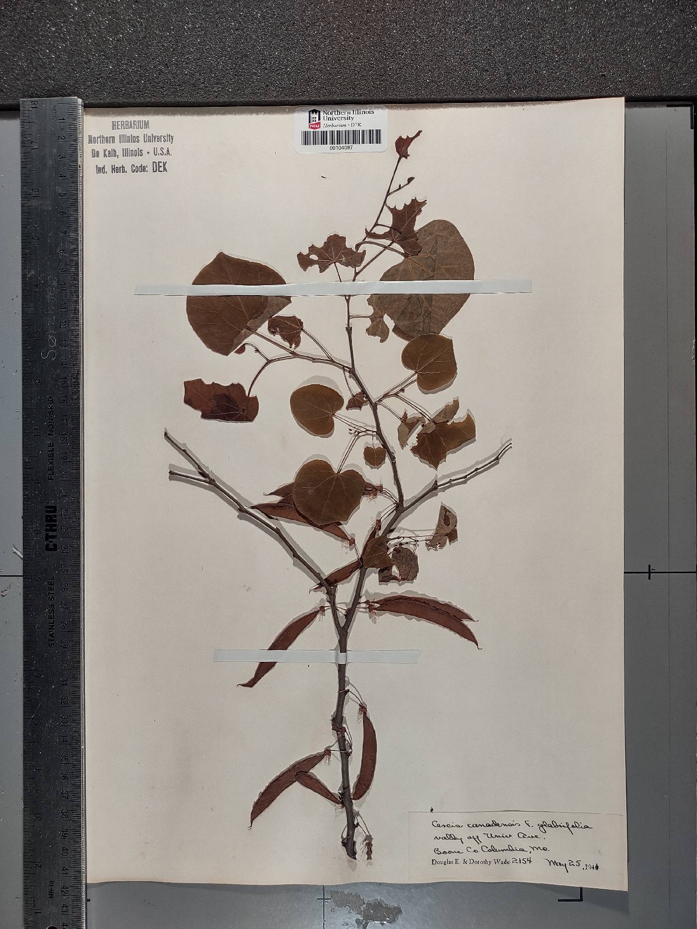 Cercis canadensis subsp. canadensis image