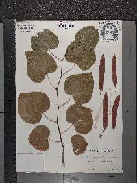 Cercis siliquastrum image