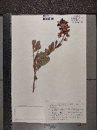 Crotalaria nitens image