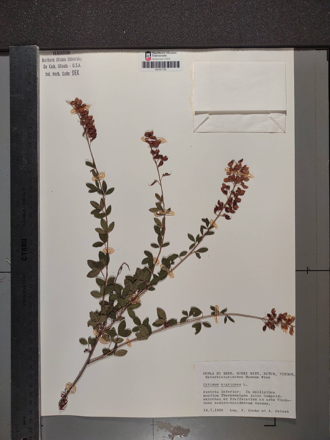 Cytisus nigricans image