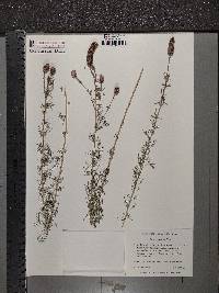 Dalea purpurea image