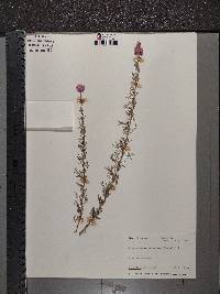 Dalea purpurea image