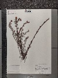 Dalea pinnata var. adenopoda image