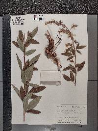 Desmodium canadense image