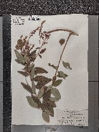 Desmodium canadense image