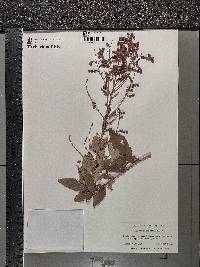 Desmodium canadense image