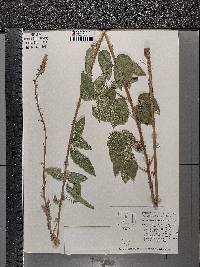 Desmodium illinoense image