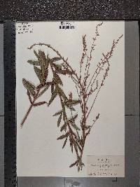 Desmodium sessilifolium image