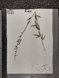 Desmodium sessilifolium image