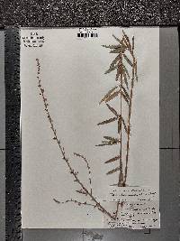 Desmodium sessilifolium image