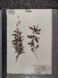 Desmodium canadense image