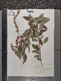 Desmodium canadense image