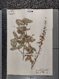 Desmodium illinoense image