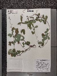 Desmodium incanum image