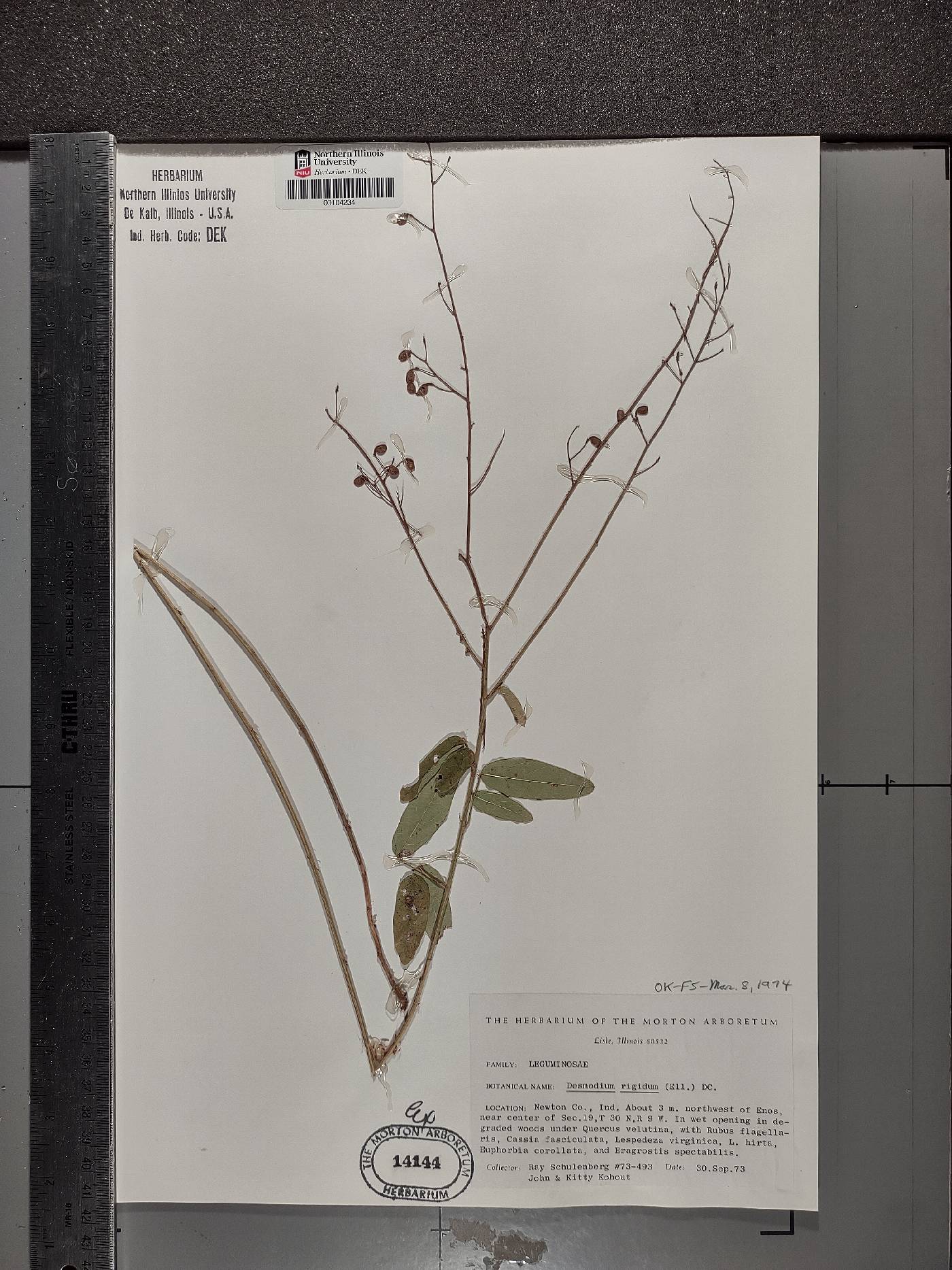 Desmodium obtusum image