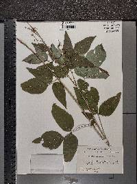 Desmodium cuspidatum image