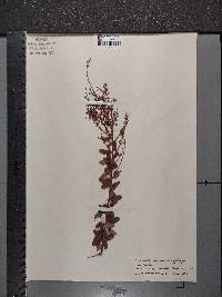 Desmodium marilandicum image