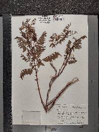 Glycyrrhiza lepidota image