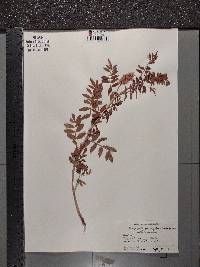 Glycyrrhiza lepidota image