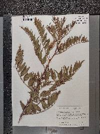 Glycyrrhiza lepidota image