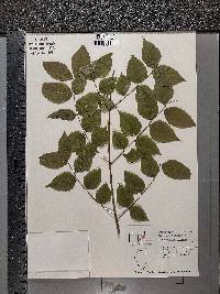 Gymnocladus dioicus image