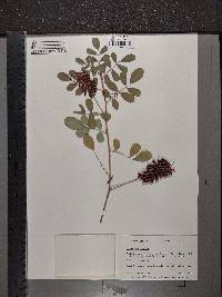 Indigofera hirsuta image