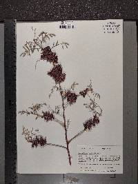 Indigofera suffruticosa image