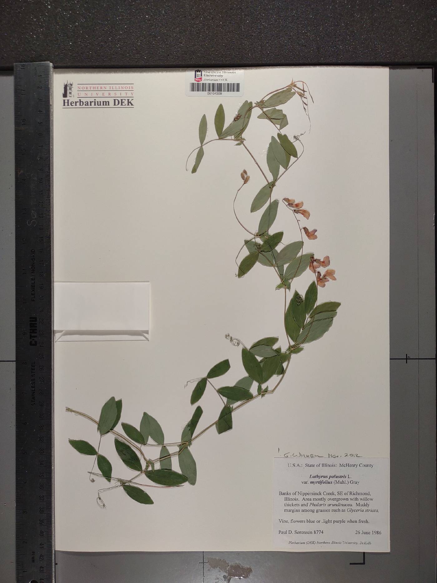 Lathyrus palustris subsp. palustris image