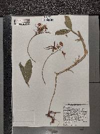 Lathyrus latifolius image