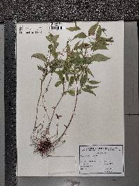 Lathyrus vernus image