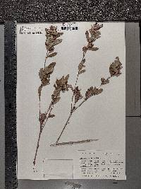 Lespedeza capitata image