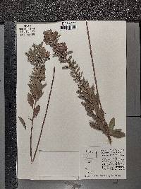 Lespedeza capitata image