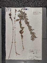 Lespedeza capitata image