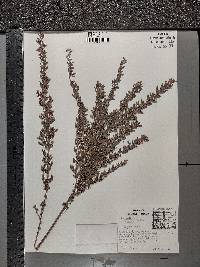 Lespedeza cuneata image