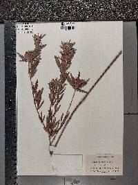 Lespedeza × longifolia image