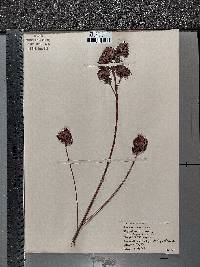 Lespedeza capitata image