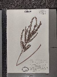 Lespedeza cuneata image