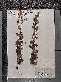 Lespedeza hirta image