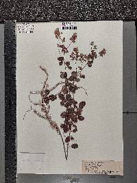 Lespedeza hirta image