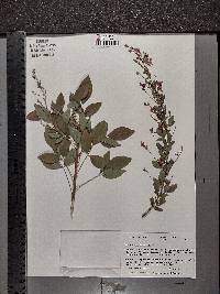 Lespedeza bicolor image