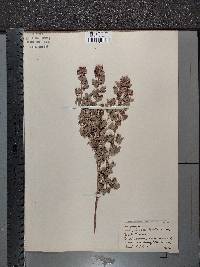 Lespedeza frutescens image