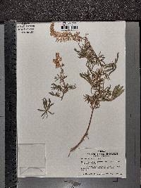 Lupinus andersonii image