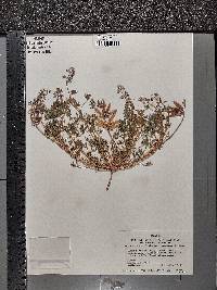 Lupinus bicolor image